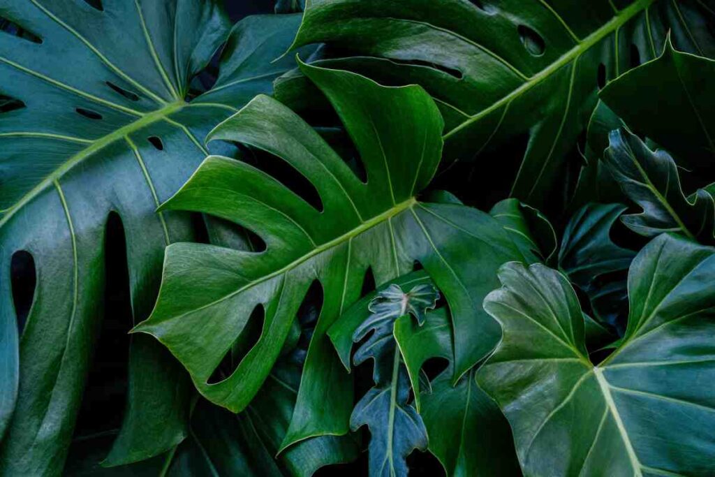 Come potare la Monstera