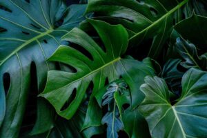 Come potare la Monstera