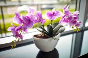 Ecco un metodo sconosciuto per concimare le orchidee