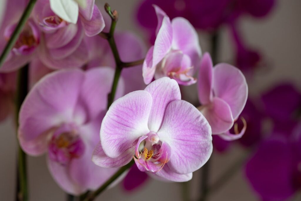 Orchidea a novembre: come evitare ristagni e farla fiorire bene