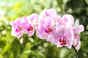 Come innaffiare le orchidee per evitare che marciscano