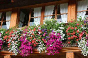 Come far durare le petunie in balcone in inverno