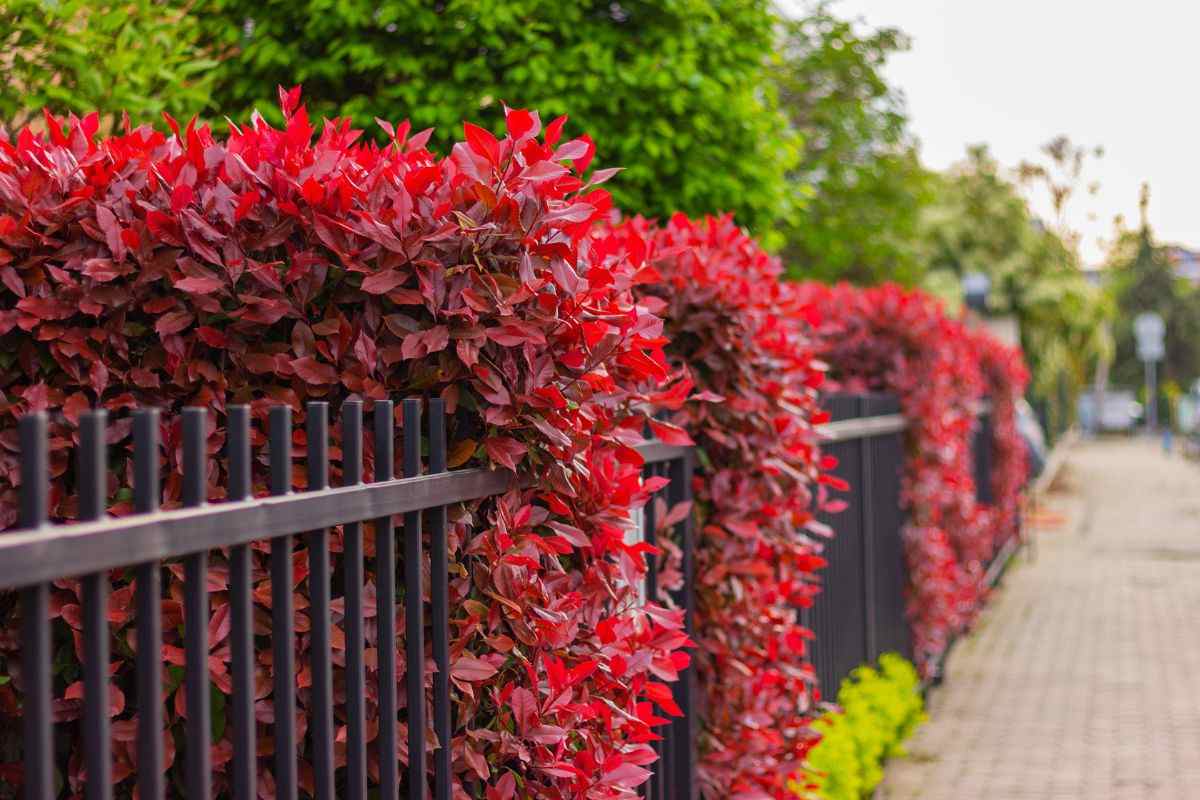 come curare la Photinia 