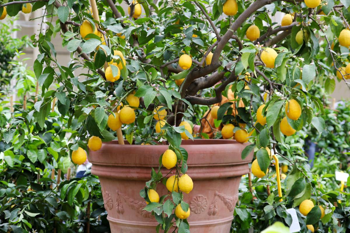 7 passaggi per far sopravvivere il limone in vaso durante l'inverno