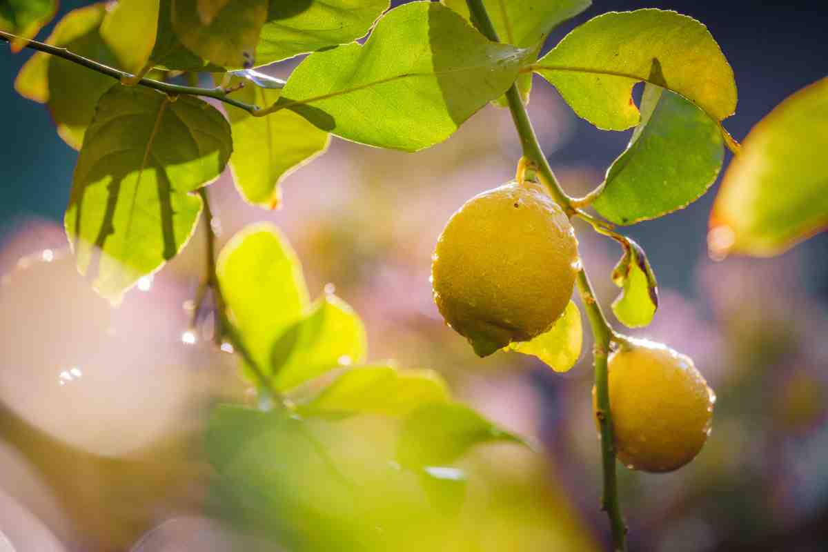 Le deformazioni e le macchie dei limoni