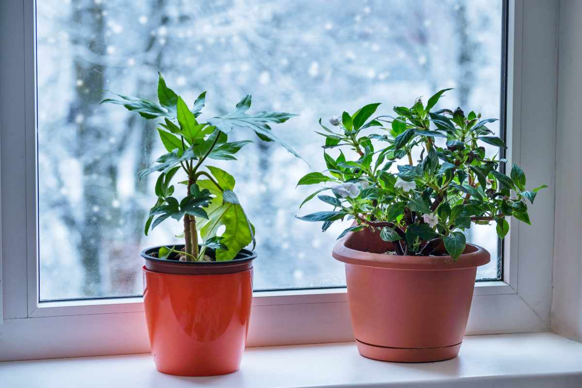 Piante in casa in inverno: 5 accorgimenti per mantenerle sane