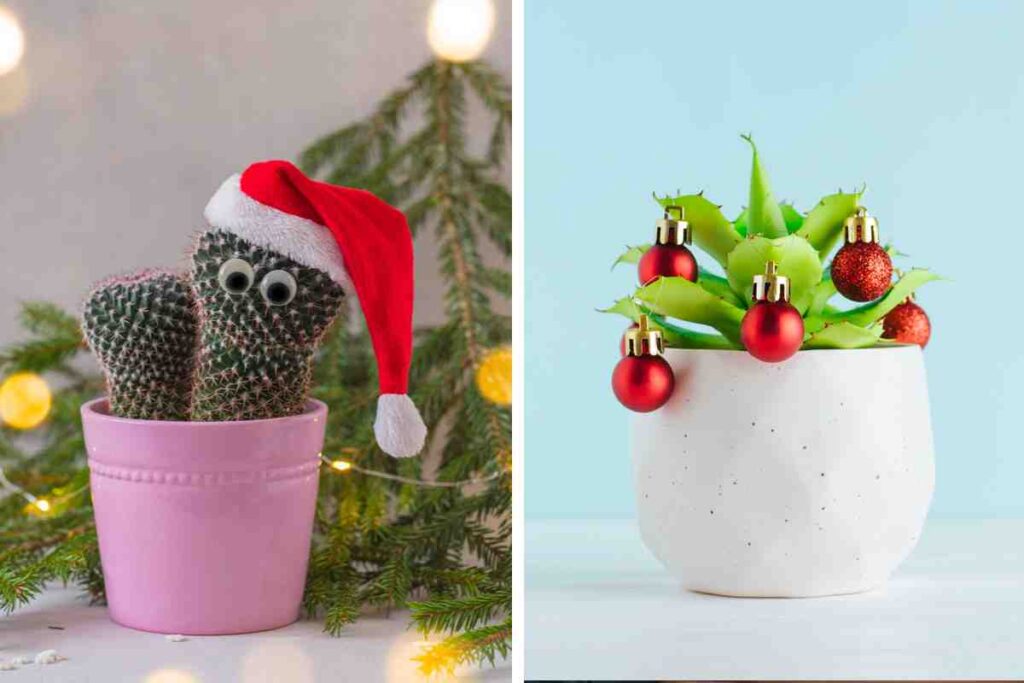 Decorare il natale con le piante succulente