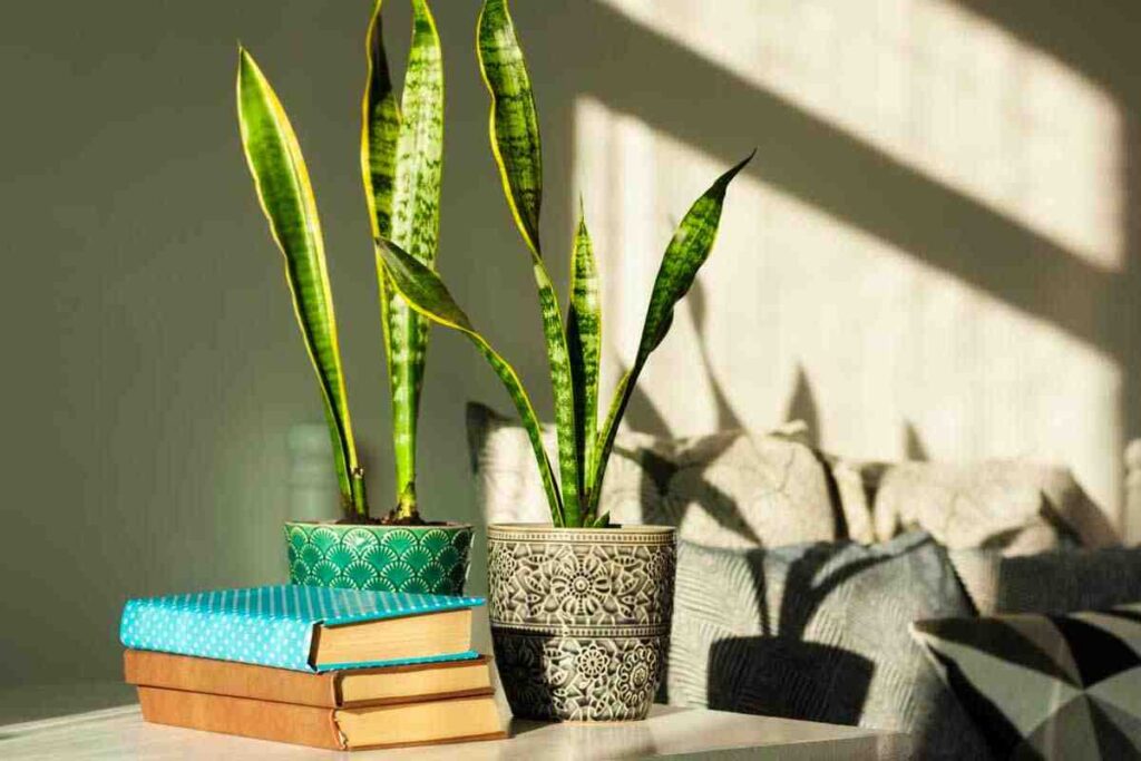 La sansevieria purifica l'aria di casa e toglie l'umidità