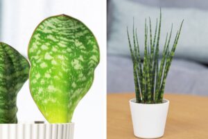 I diversi tipi di Sansevieria