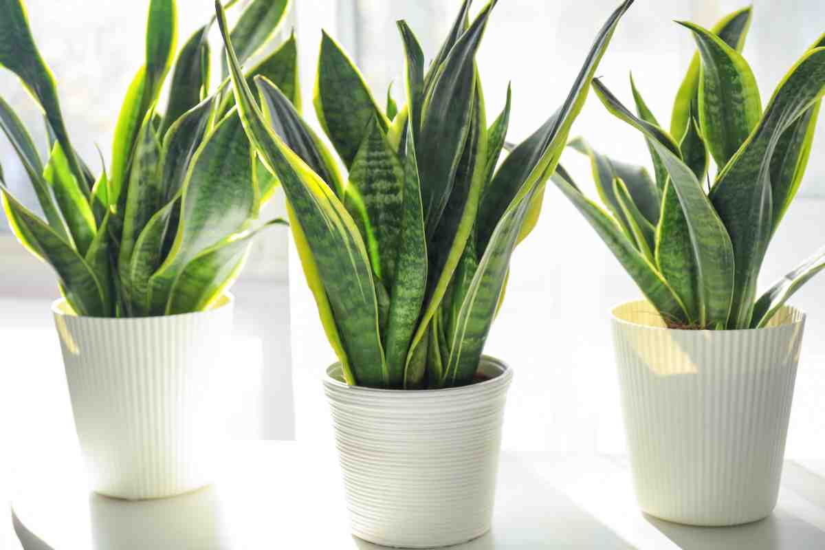 La Sansevieria: la pianta che combatte l'umidità in casa