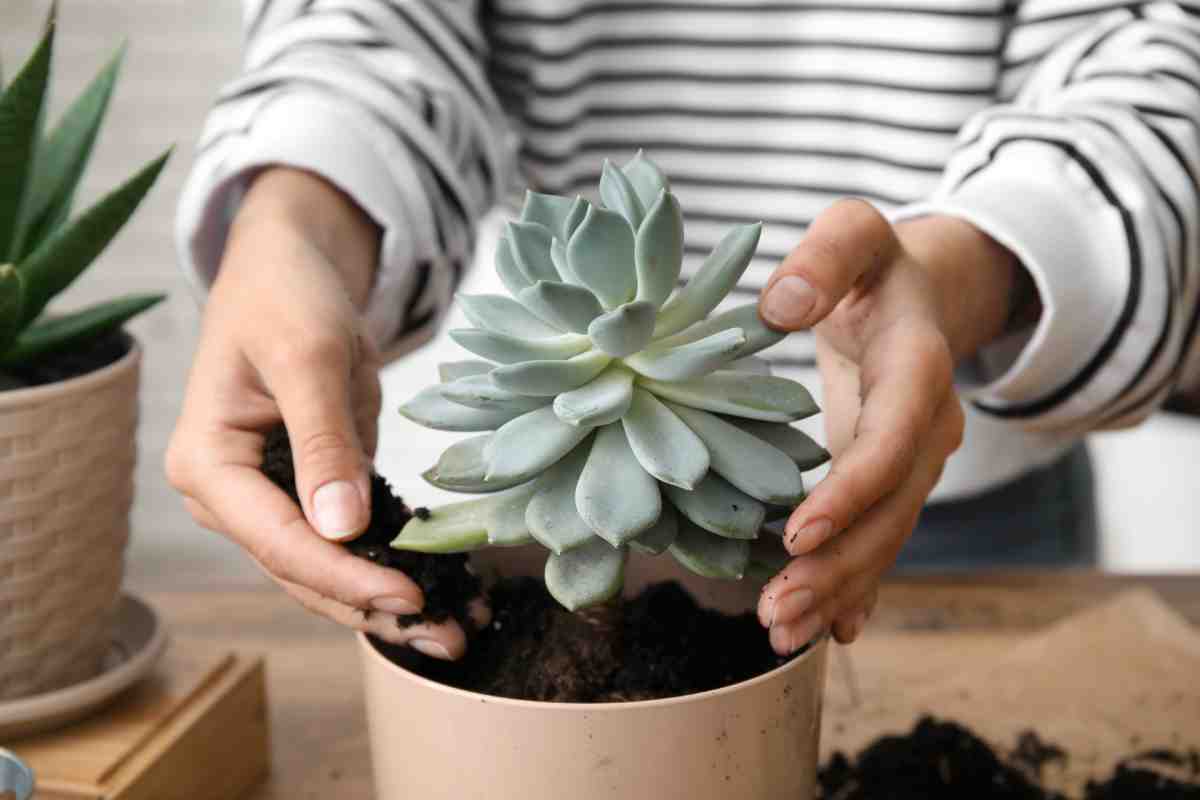 Come preparare il terriccio per le succulente