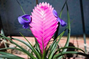 Come far fiore la Tillandsia cyanea in casa