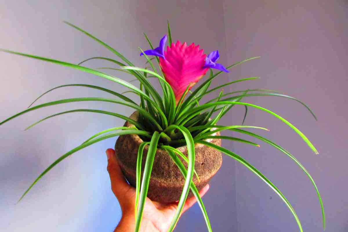 Curare la Tillandsia cyanea per farla fiorire in salotto