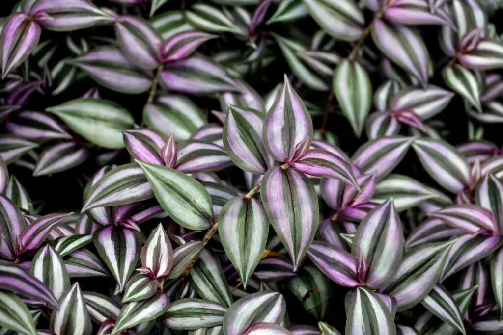 Come decorare e depurare casa con la Tradescantia zebrina