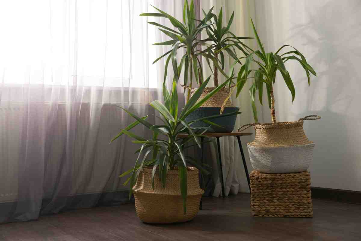 Come avere un look esotico in casa con la yucca aloifolia