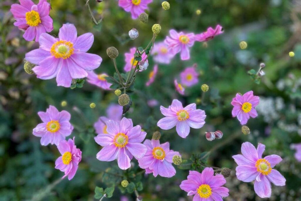 come curare anemone d'autunno