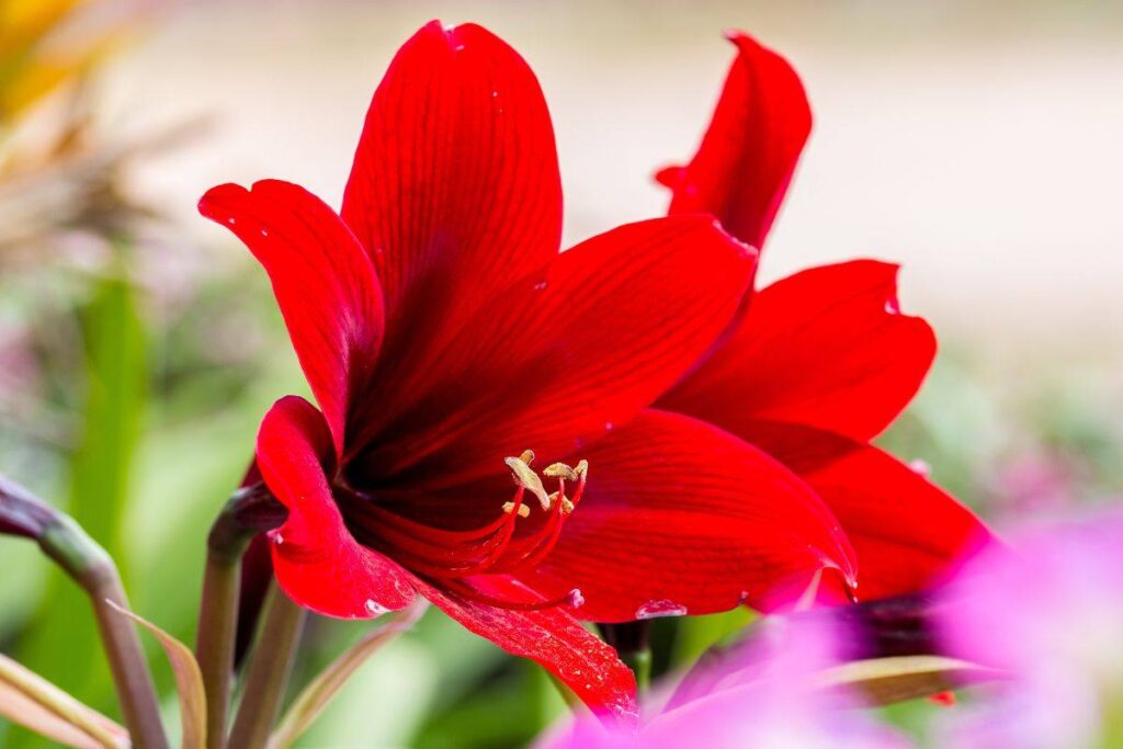 come coltivare amaryllis