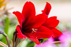 come coltivare amaryllis