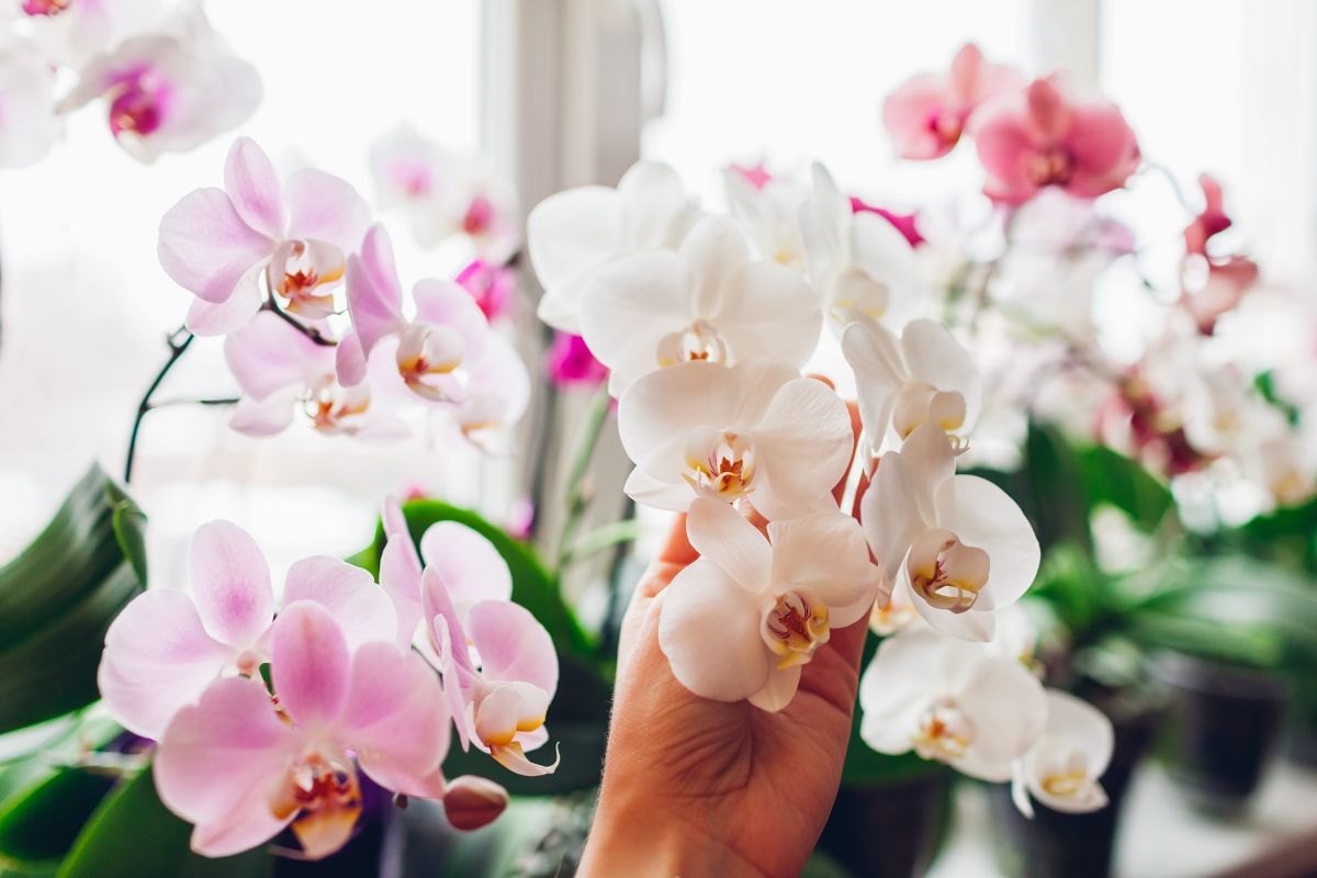 5 segreti per avere orchidea forte