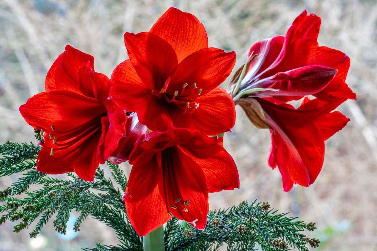 come coltivare l'amaryllis