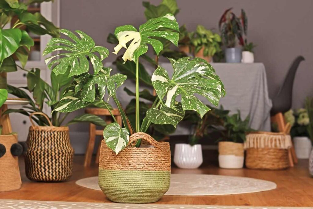 perché la monstera ha foglie cadenti