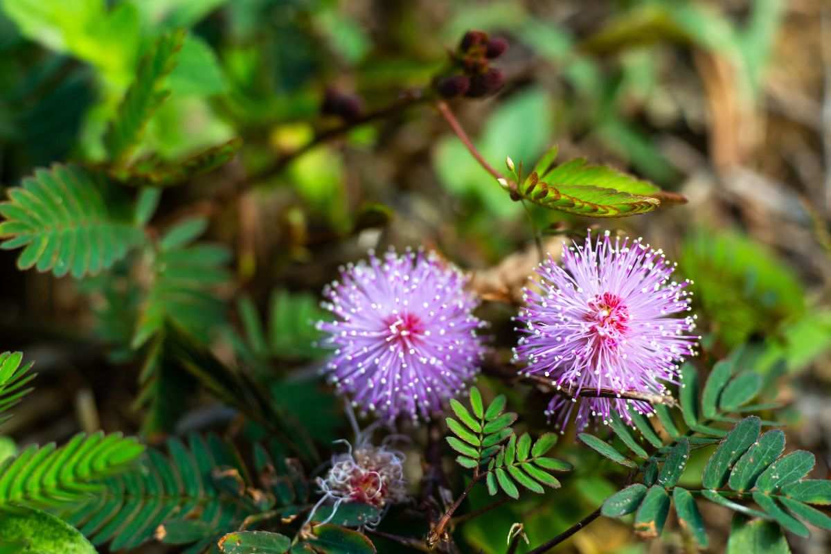 come curare la mimosa pudica