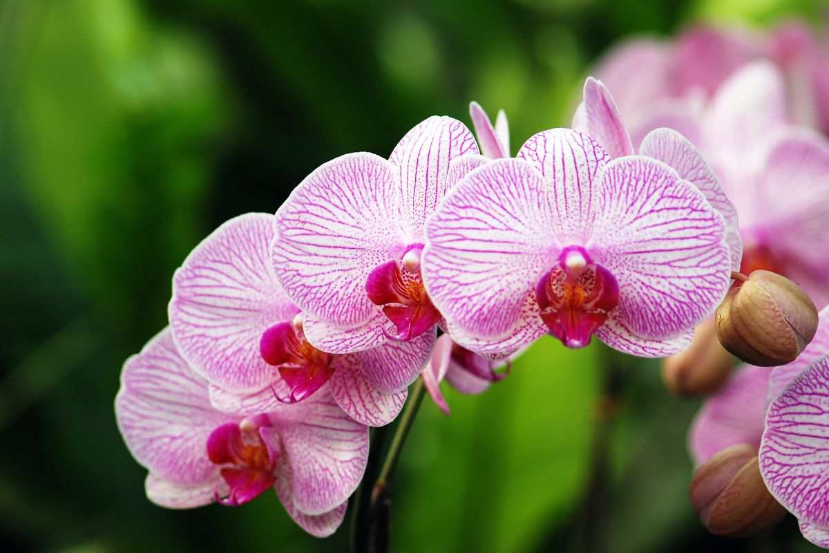 come curare la tua orchidea