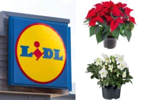 scopri le offerte sulle piante della settimana da Lidl