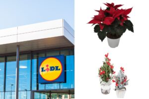 Scopri le offerte del weekend da Lidl sulle piante natalizie