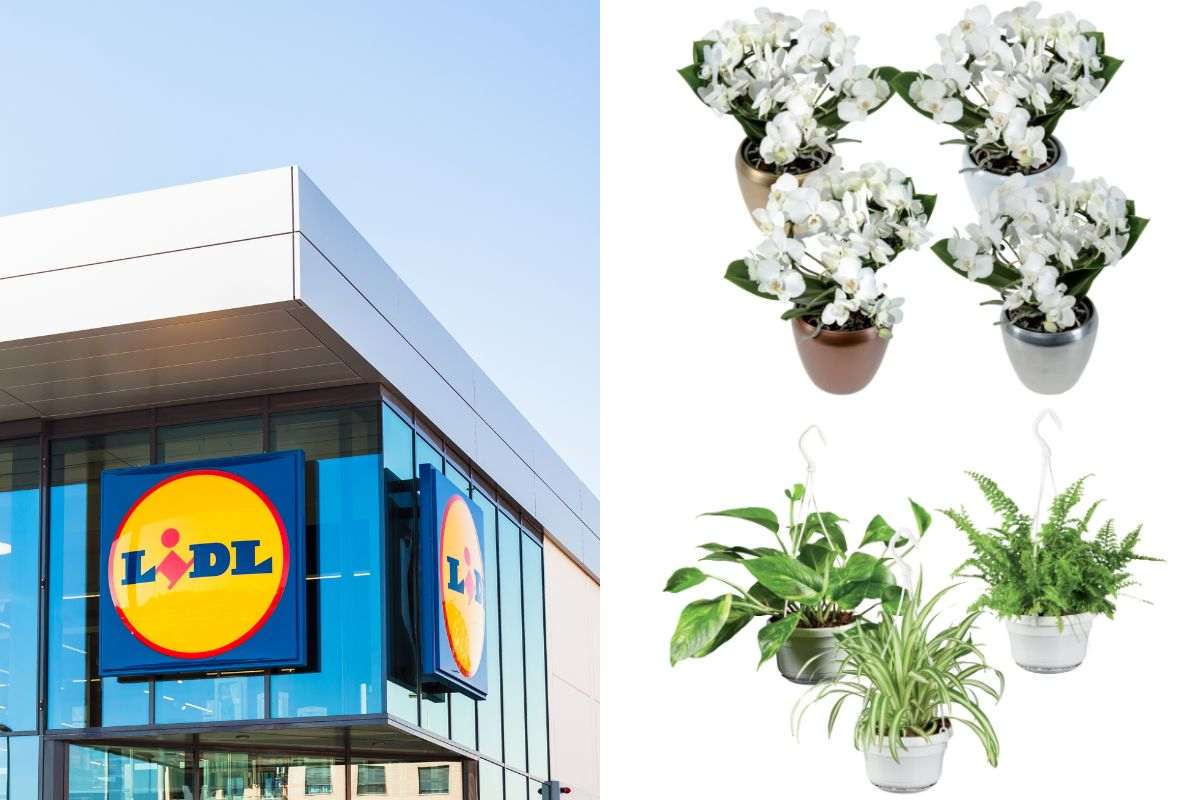 dal 4 novembre offerte sulle piante da Lidl