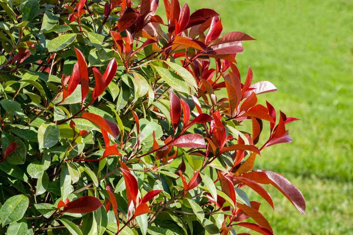 come sapere quando diventa rossa la Photinia