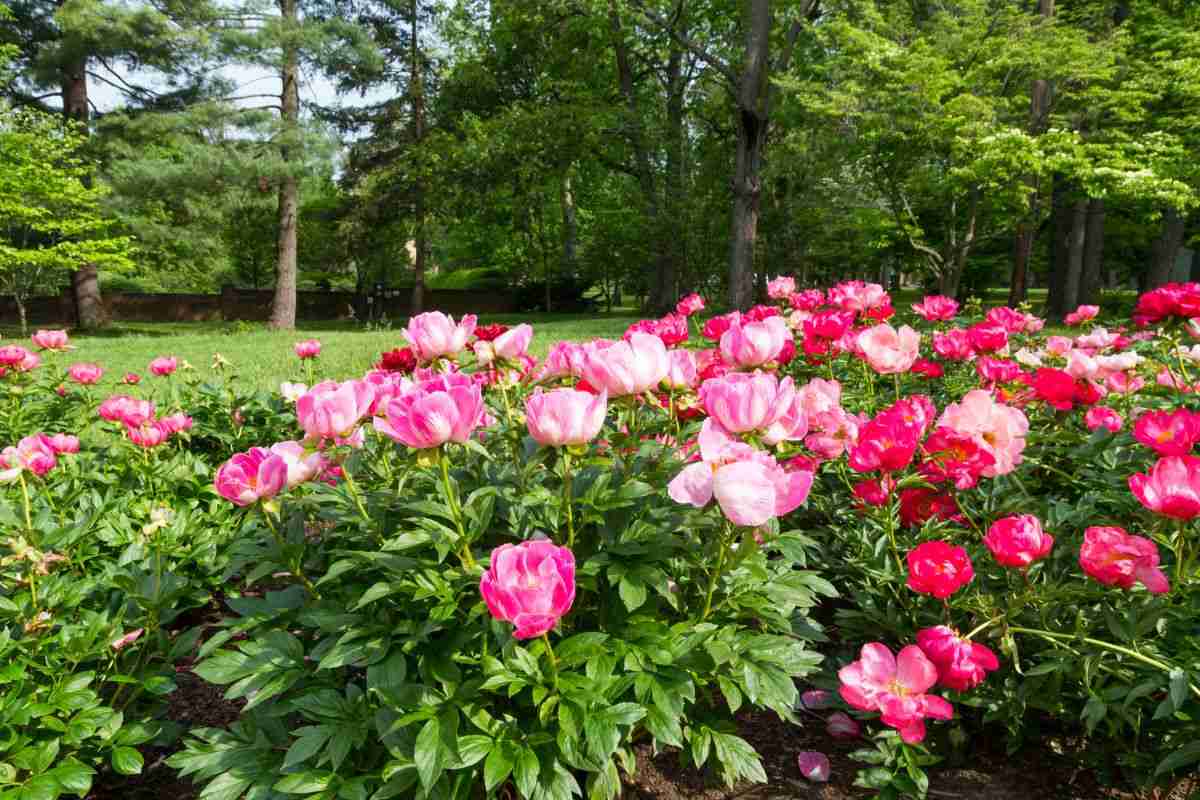 quanto è il momento migliore per potare le peonie