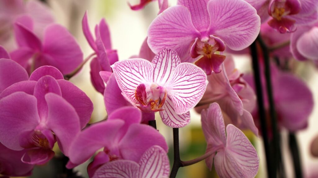 Come fertilizzare le orchidee