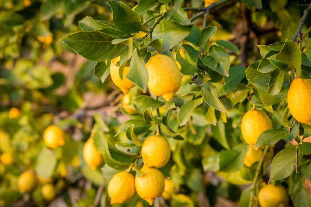 Concime naturale per il limone