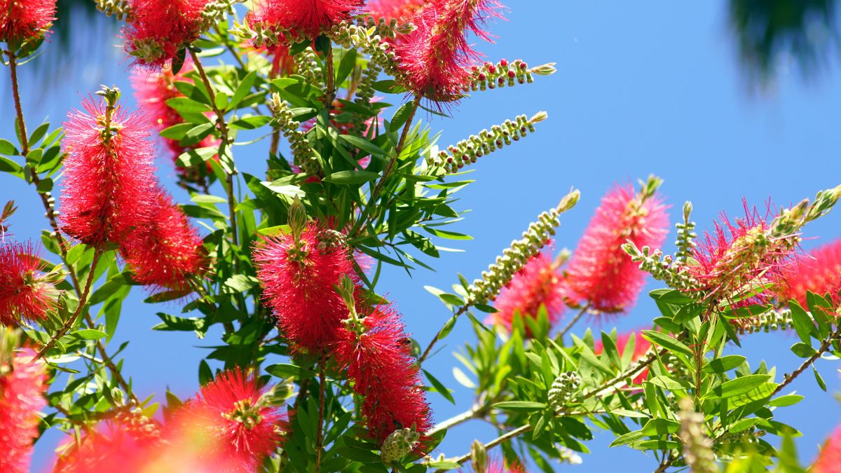 Coltivare la pianta Callistemon