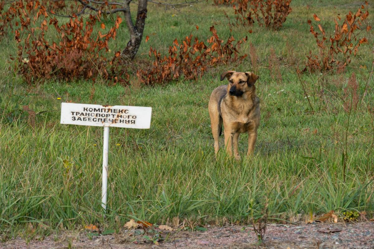 Cani con superpoteri a Chernobyl