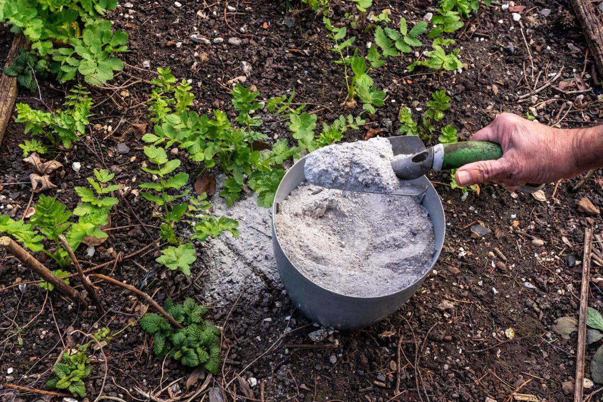 La cenere per far crescere i pomodori nell'orto