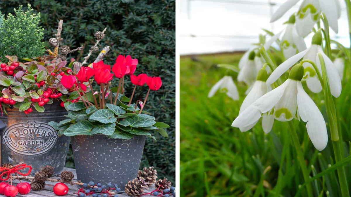 Quali piante sempreverdi scegliere per il giardino in inverno