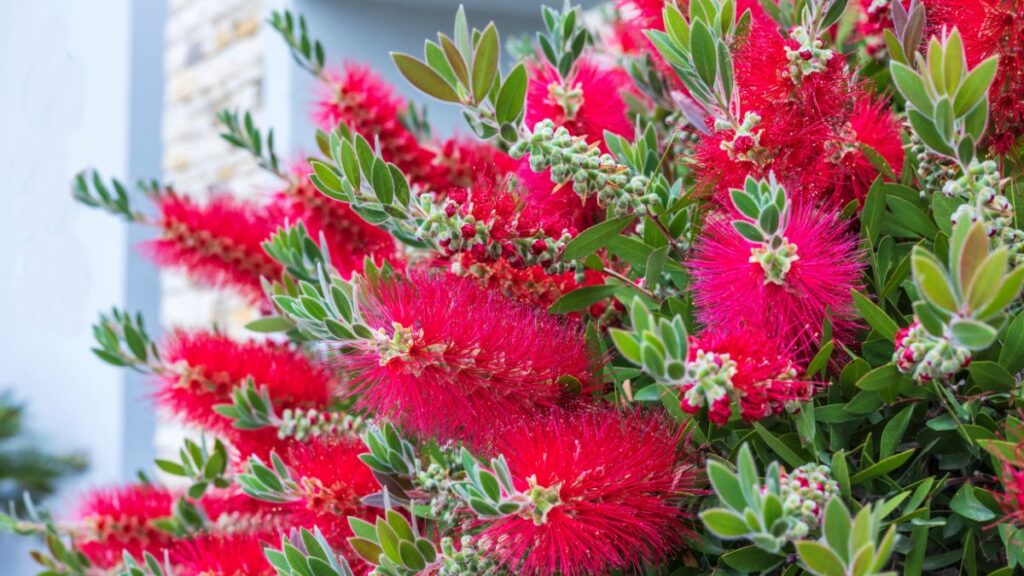 Callistemon in giardino