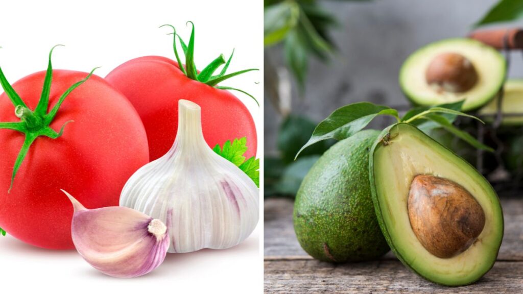 pomodori aglio e avocado come coltivarli