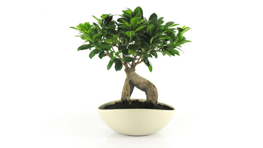 Ficus bonsai come si concima