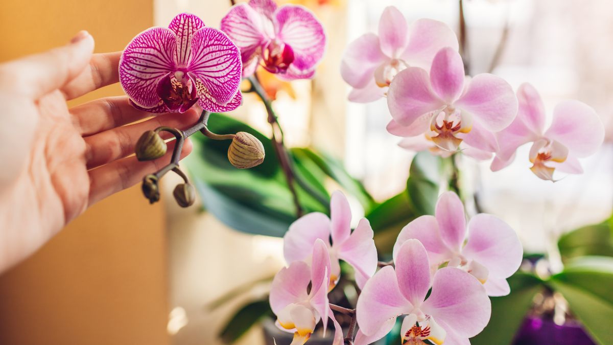 Fiori dell’orchidea cadono soluzione