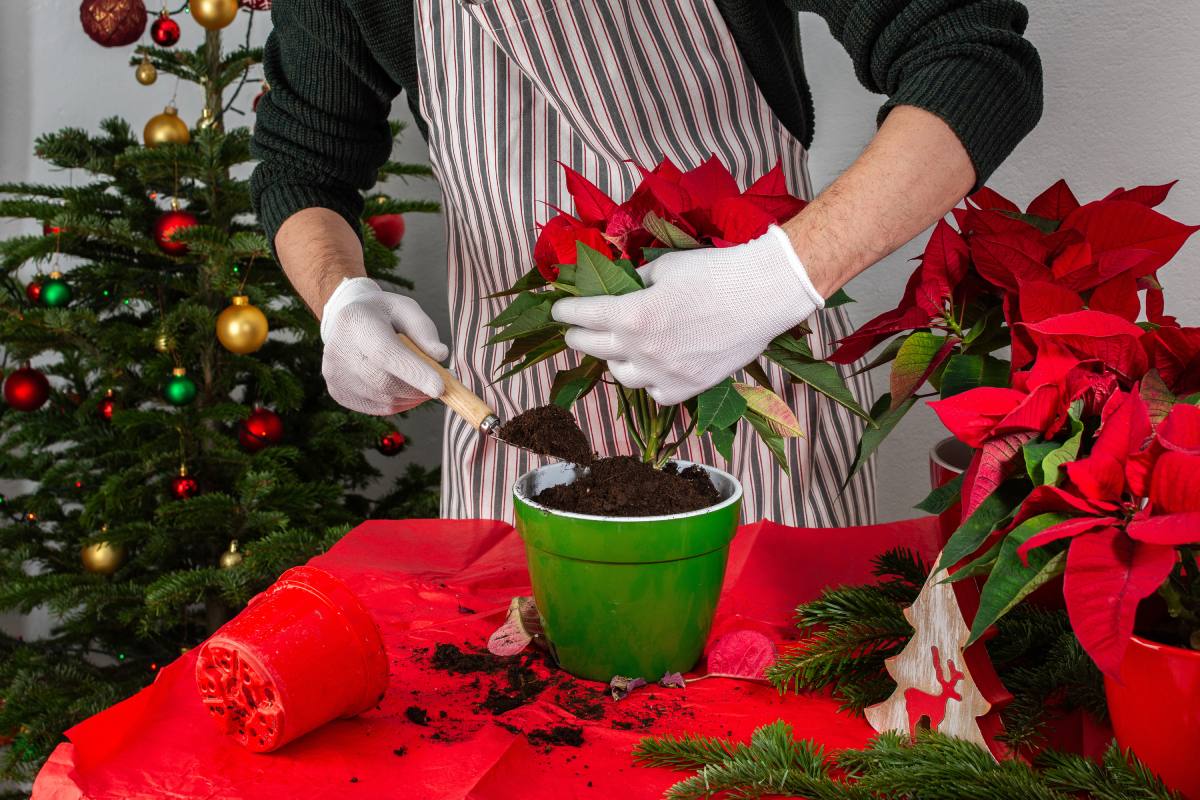 Curare la stella di Natale nelle festività