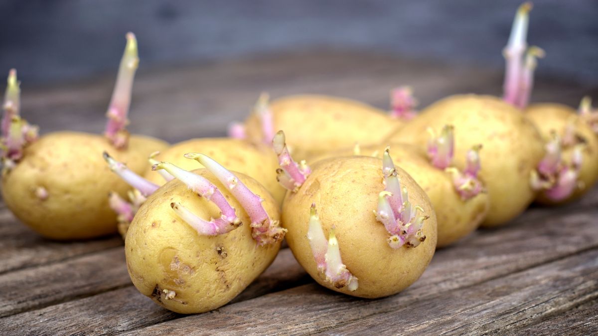 Come conservare le patate correttamente