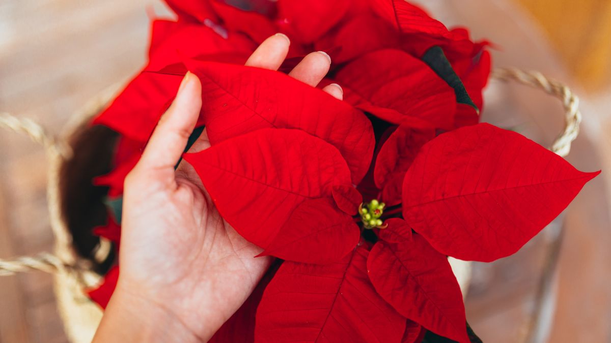 Stella di Natale perfetta tutto l’anno