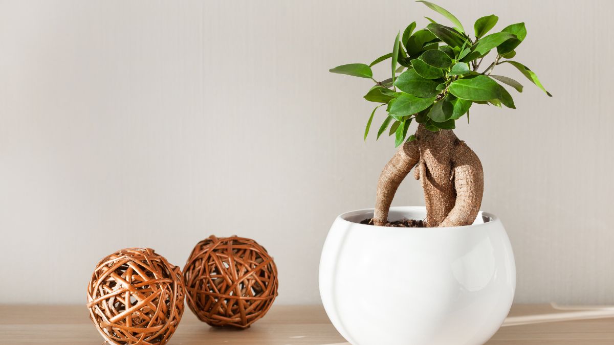 Come concimare il ficus bonsai