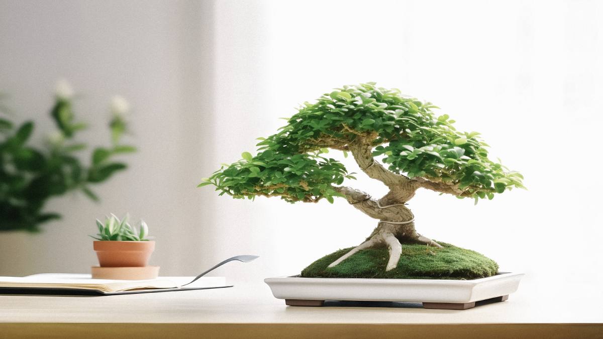 Come innaffiare il ficus bonsai