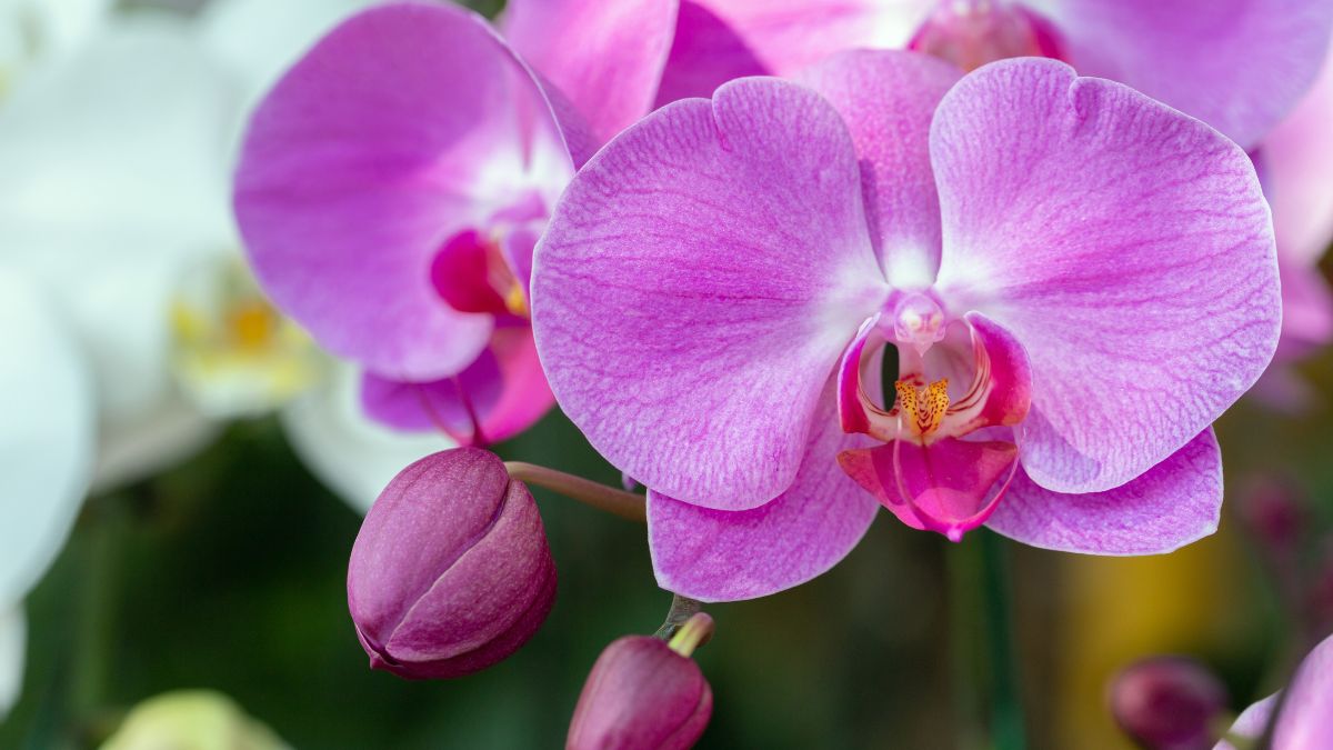 Soluzioni se i fiori dell’orchidea cadono