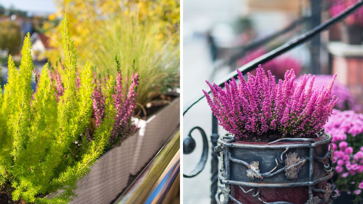 Fiori perenni per il balcone invernale