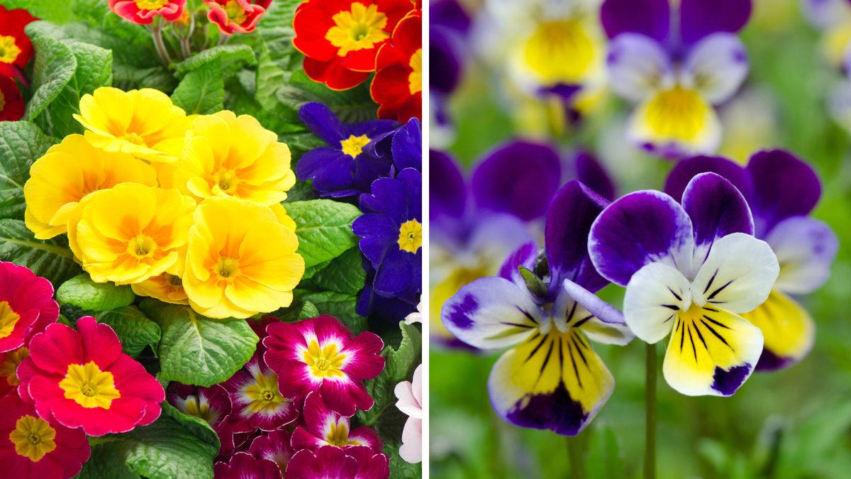 Fiori perenni invernali: il colore che dura tutto l’anno sul tuo balcone